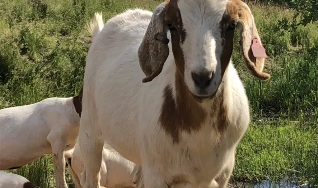 Goat in the vineyards